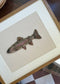 Framed Rainbow Trout Fish