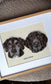Two Pet Portrait